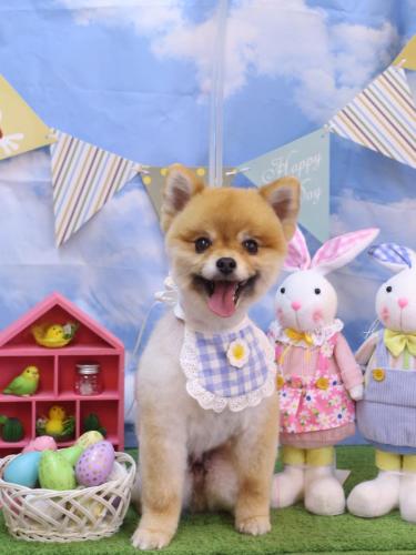 20240309たぬきちくん